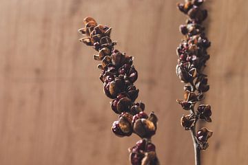 Herfst gedroogd zaadhoofden stilleven van Imladris Images