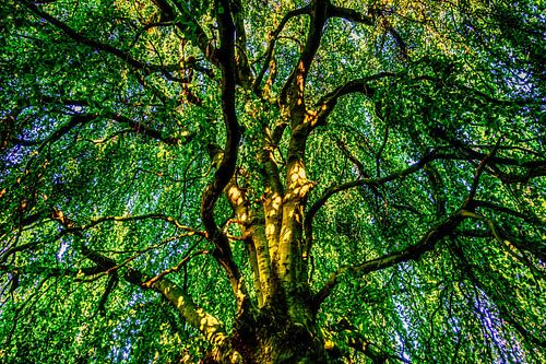 Treurbeuk blad en stam