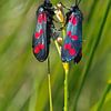 Cinnabar moth von Menno Schaefer