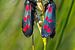 Cinnabar moth sur Menno Schaefer