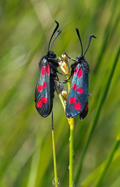 Twee Sint-jacobsvlinders par Menno Schaefer