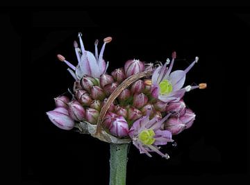 Bloemknop van Allium moschatum van Bartel van den Berg