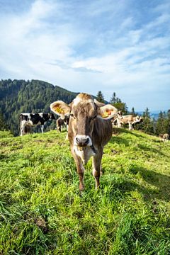 Allgäuer koe in weelderig gras van Leo Schindzielorz