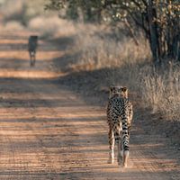 Brüderlichkeit in der südafrikanischen Wildnis