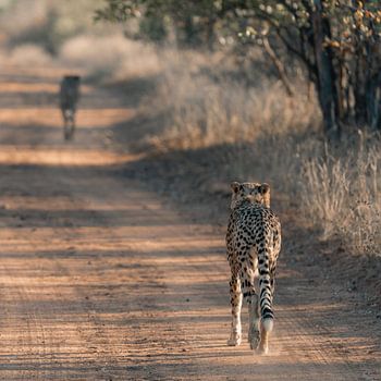 Brüderlichkeit in der südafrikanischen Wildnis