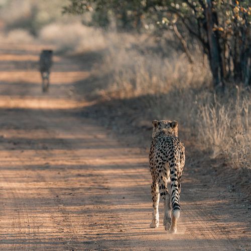 Fraternité dans la nature sud-africaine sur Bouke Willems