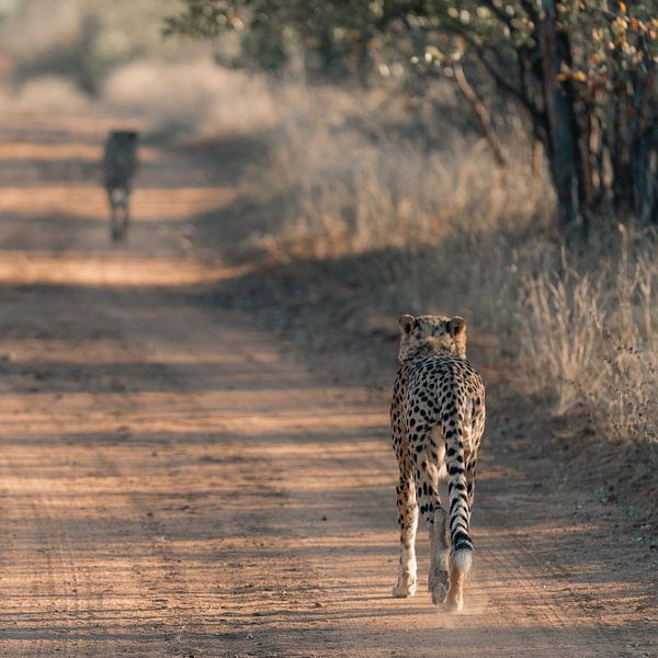 Brüderlichkeit in der südafrikanischen Wildnis von Bouke Willems