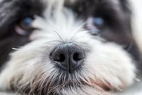 Neus van Boomer Hond