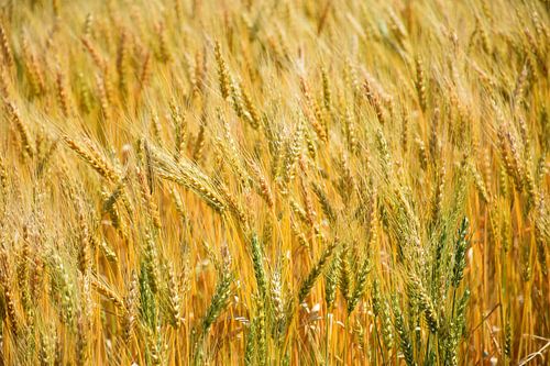 Een tarweveld in de zomer