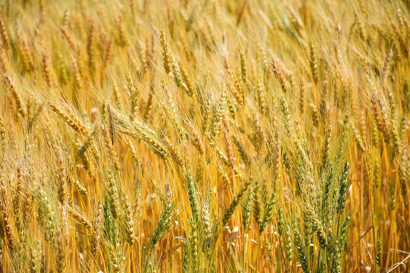 Un champ de blé en été par Claude Laprise