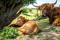 Mother with calf