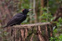 Black Woodpecker Female