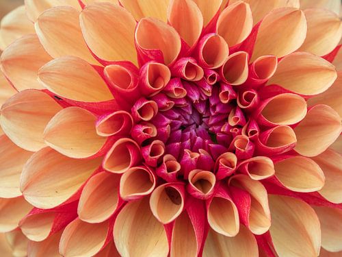 Gros plan sur le dahlia