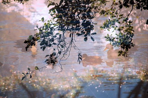 Abstracte fotografie | Eenden in de vroege ochtend