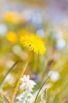 Bright spring with yellow dandelion by Denise Tiggelman