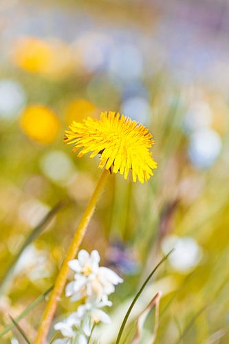 Gele paardenbloem in fleurige lente