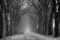 Acacial Avenue, performed in black and white