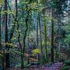 Een sprookjesachtig bos van Hanneke Luit