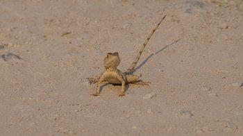 Reptiel Etosha national parc Namibie