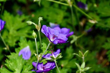 Les fleurs colorent l'été