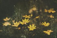 'De Gele Bloemen'