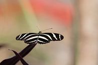 Schwarz-Weiss Schmetterling von Thijs van den Broek Miniaturansicht