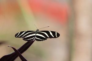 Zwart & Wit vlinder van Thijs van den Broek