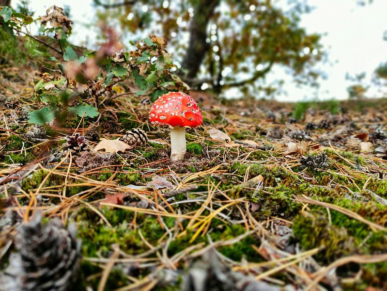Champignons par Jesper