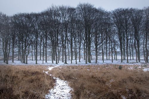Sneeuw in de bossen op de Veluwe