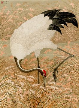 Sarus crane in rice field, G.A. Audsley