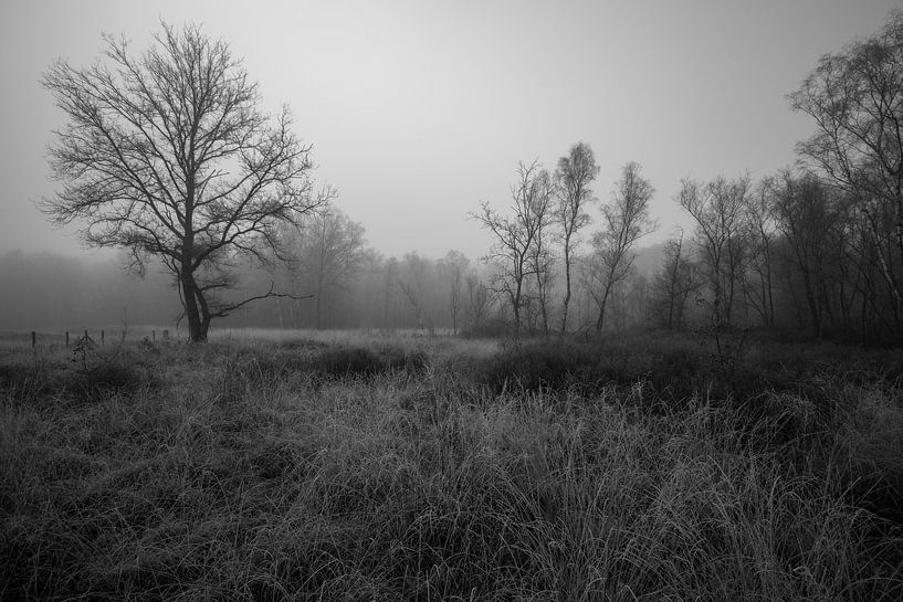 mystical morning by Bart Liesenborgs