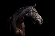 Zwart paard tegen zwarte achtergrond van Lotte van Alderen thumbnail