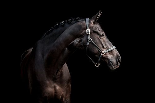 Zwart paard tegen zwarte achtergrond