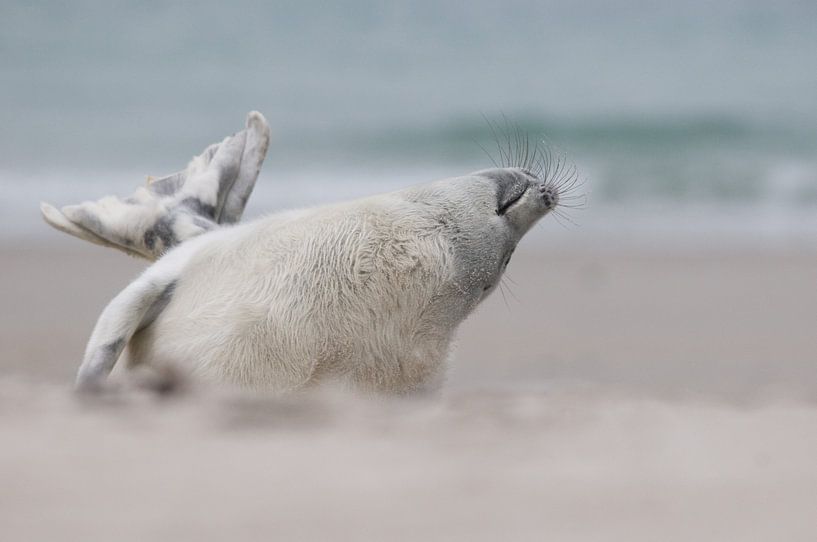 Crazy antics by Marleen Baas
