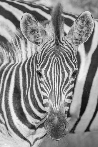 Baby-Zebra, schwarz-weiß