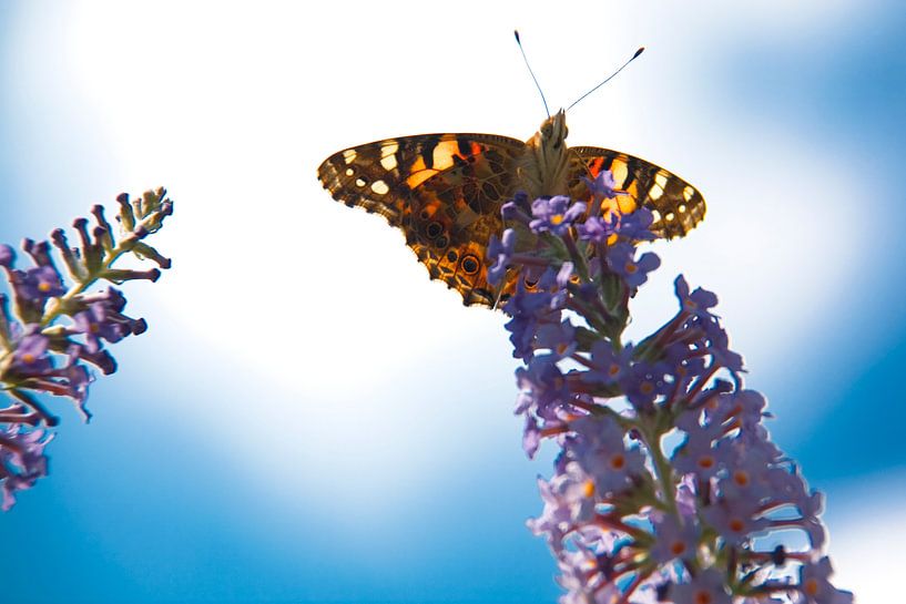 vlinder by Karin Keesmaat Kijk-Kunst