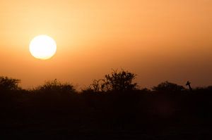 De Giraffe en de zonsondergang 