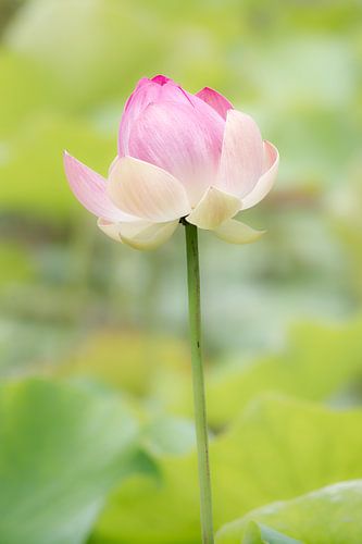 Indische Lotosblume (Nelumbo nucifera)