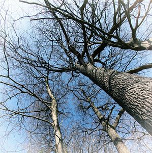 high trees von Yvonne Blokland
