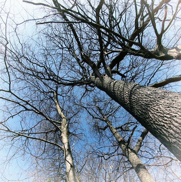Hoge Bomen par Yvonne Blokland