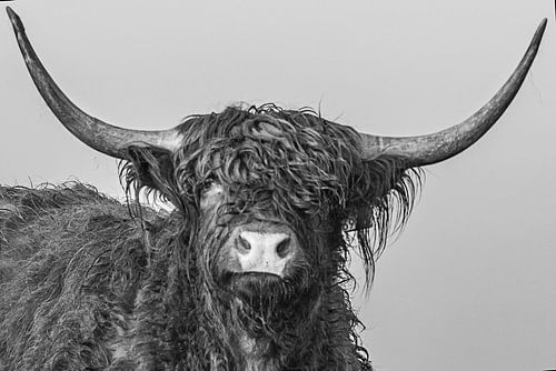 Hooglander kop