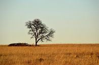 Verlaten boom op de afrikaanse savanne, natuurgebied Rietvlei in Pretoria par Vera Boels Aperçu