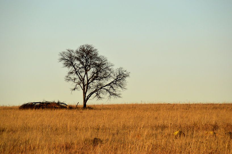 Verlaten boom op de afrikaanse savanne, natuurgebied Rietvlei in Pretoria par Vera Boels