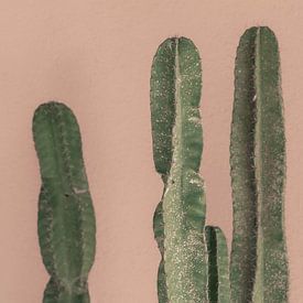 Des cactus pour un mur rose sur Kimberley Jekel