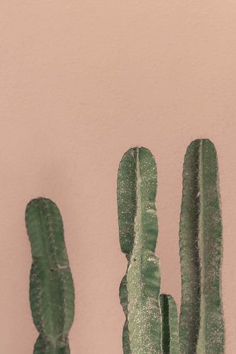 Cactussen voor een roze muur | fine art fotoprint