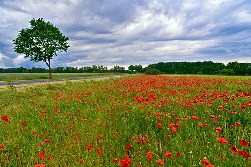 Helderrood veld met klaprozen in het Barnim-district