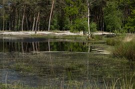 Plants 7 by True Color Stories