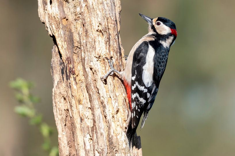 Pic épeiche par Merijn Loch