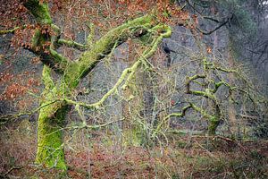 arbres enchevêtrés dans la forêt en automne