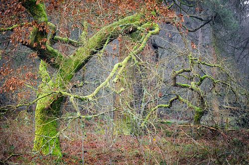 Bäume, die sich im Wald verheddern von Michel Seelen